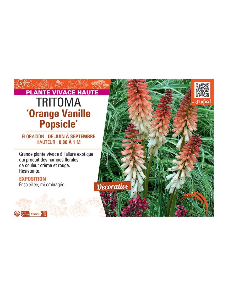 TRITOMA ORANGE VANILLE POPSICLE