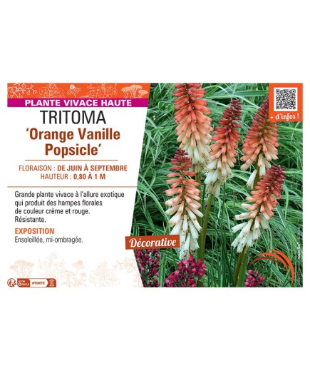 TRITOMA ORANGE VANILLE POPSICLE