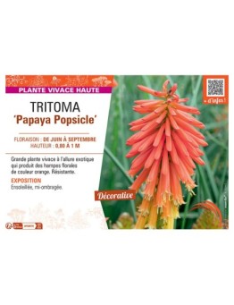 TRITOMA PAPAYA POPSICLE