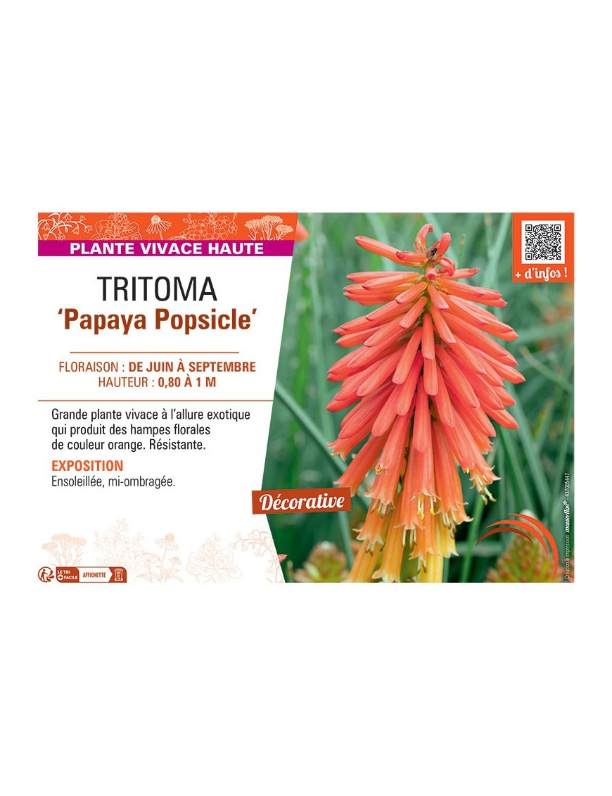 TRITOMA PAPAYA POPSICLE