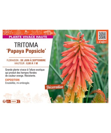 TRITOMA PAPAYA POPSICLE