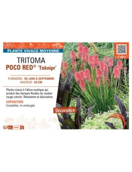 TRITOMA POCO RED® Tnknipr