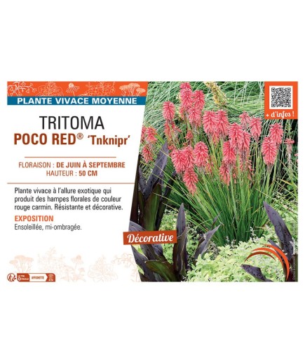 TRITOMA POCO RED® Tnknipr
