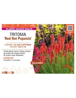 TRITOMA RED HOT POPSICLE
