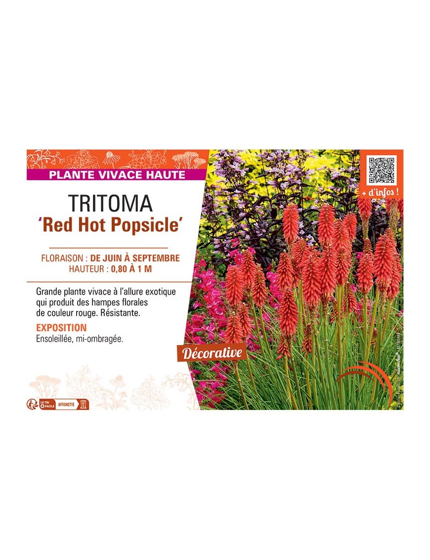 TRITOMA RED HOT POPSICLE