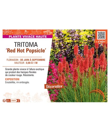 TRITOMA RED HOT POPSICLE