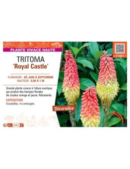 TRITOMA ROYAL CASTLE