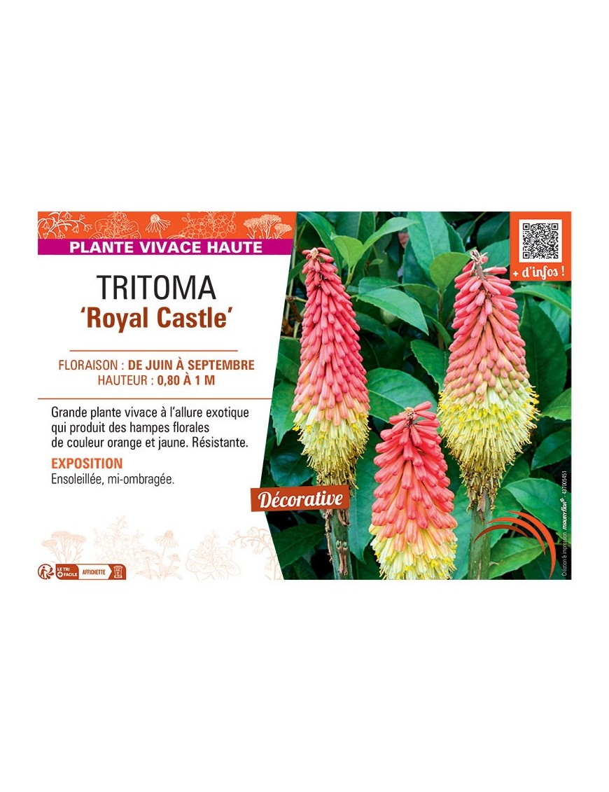 TRITOMA ROYAL CASTLE