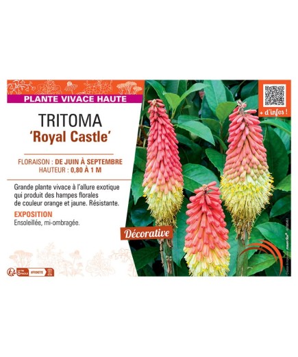 TRITOMA ROYAL CASTLE
