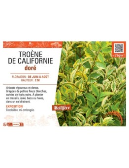 TROENE DE CALIFORNIE DORE