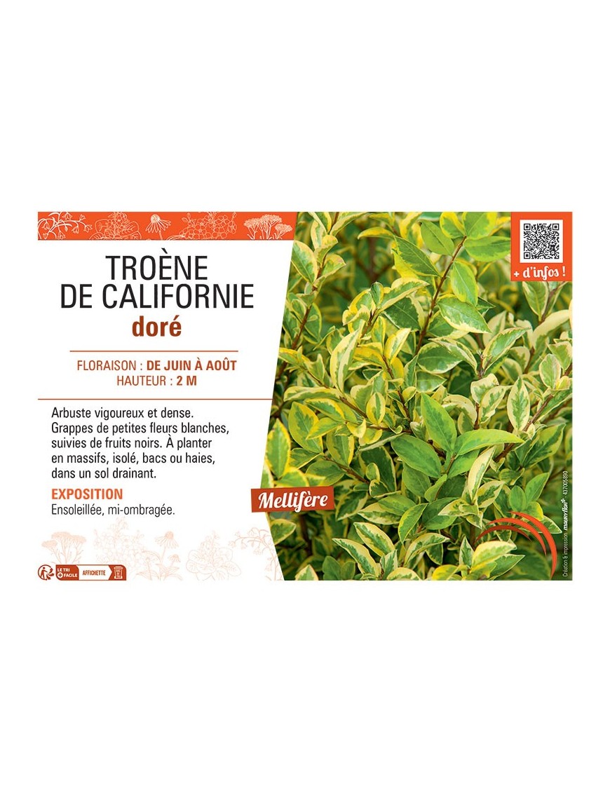 TROENE DE CALIFORNIE DORE