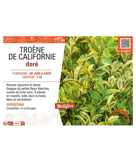 TROENE DE CALIFORNIE DORE