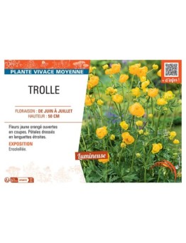 TROLLE (jaune orangé)