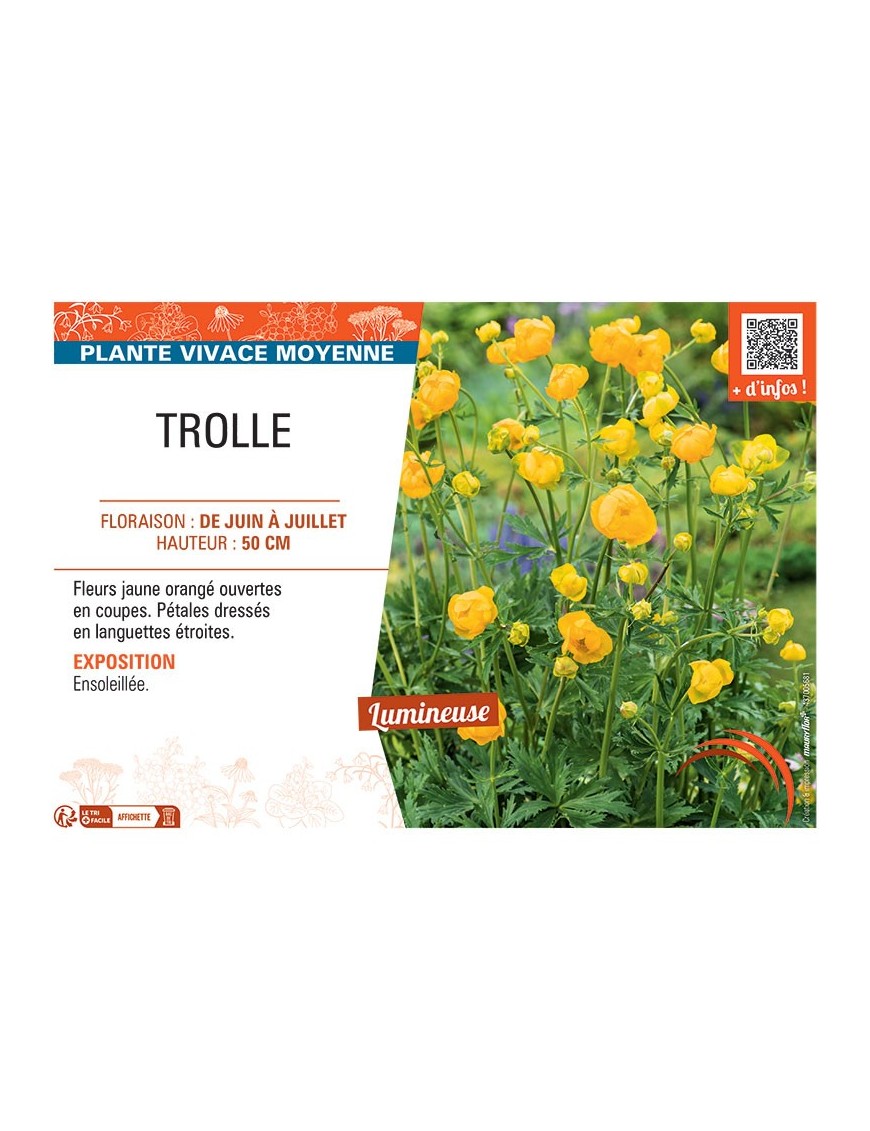 TROLLE (jaune orangé)