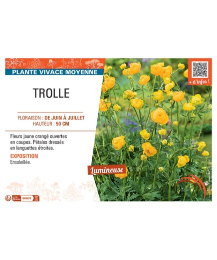 TROLLE (jaune orangé)