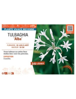 TULBAGHIA ALBA