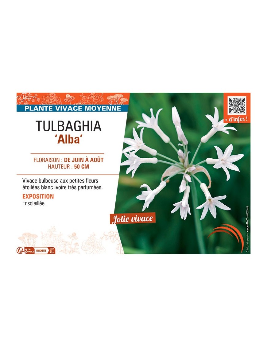TULBAGHIA ALBA