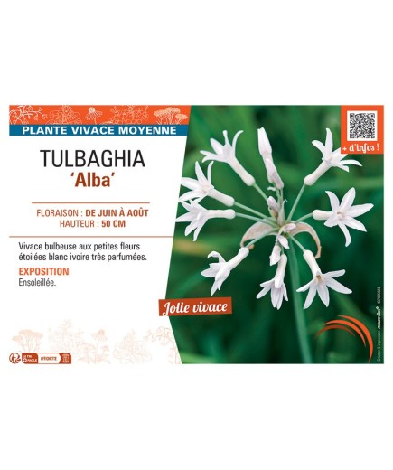 TULBAGHIA ALBA