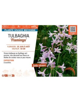 TULBAGHIA FLAMINGO