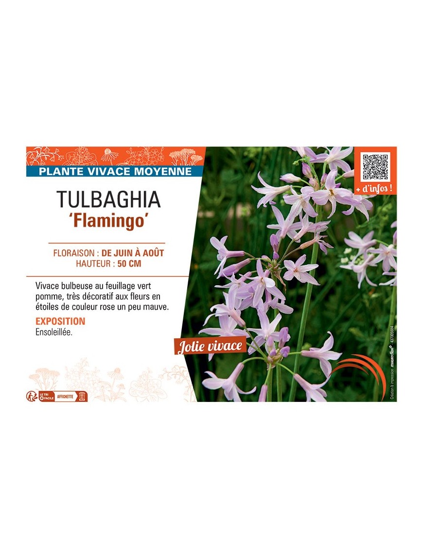 TULBAGHIA FLAMINGO
