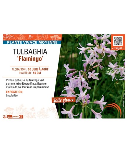 TULBAGHIA FLAMINGO