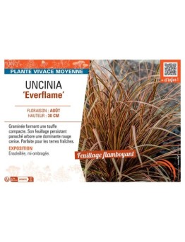 UNCINIA EVERFLAME