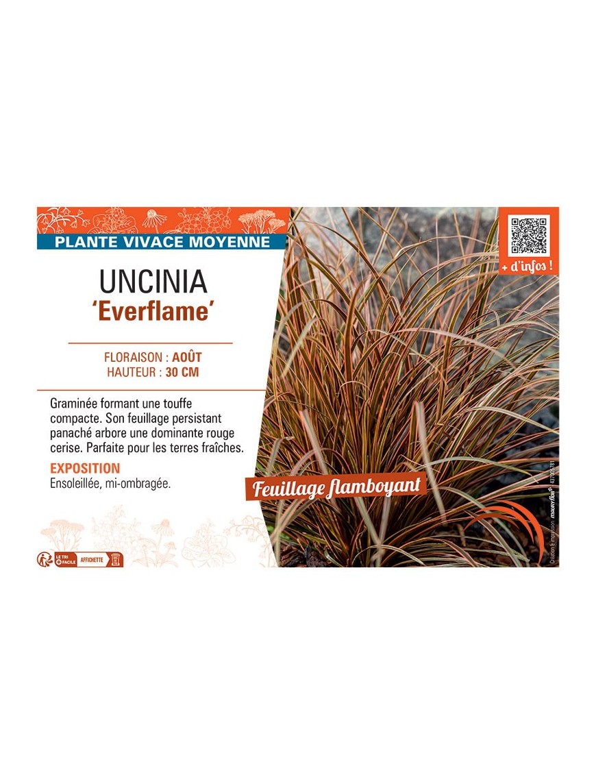 UNCINIA EVERFLAME