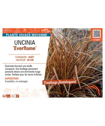 UNCINIA EVERFLAME