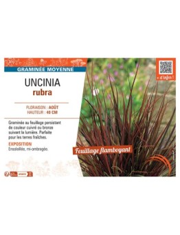 UNCINIA RUBRA