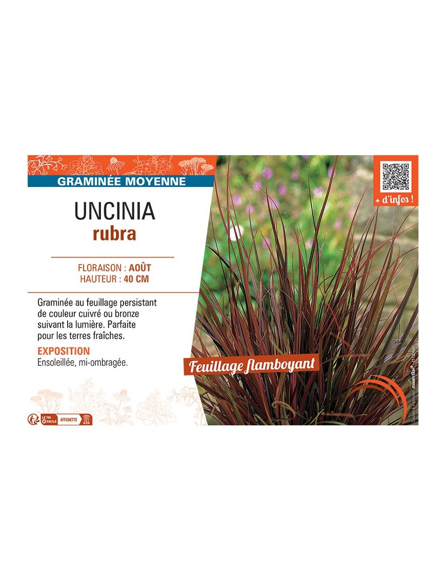 UNCINIA RUBRA
