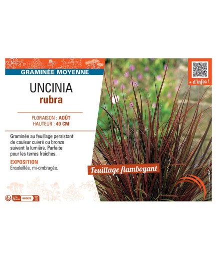 UNCINIA RUBRA