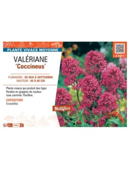 VALERIANE COCCINEUS