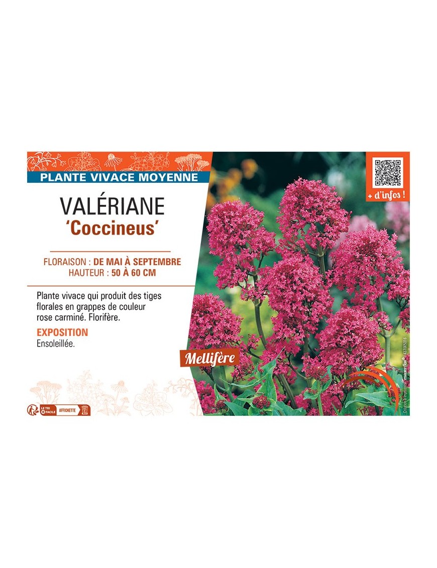VALERIANE COCCINEUS
