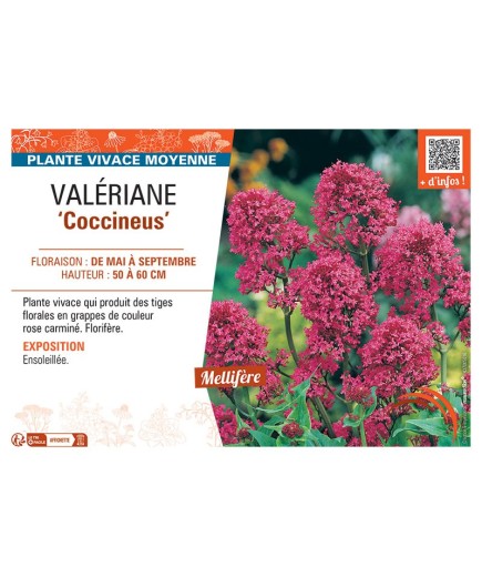 VALERIANE COCCINEUS