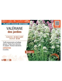 VALERIANE DES JARDINS (blanche)
