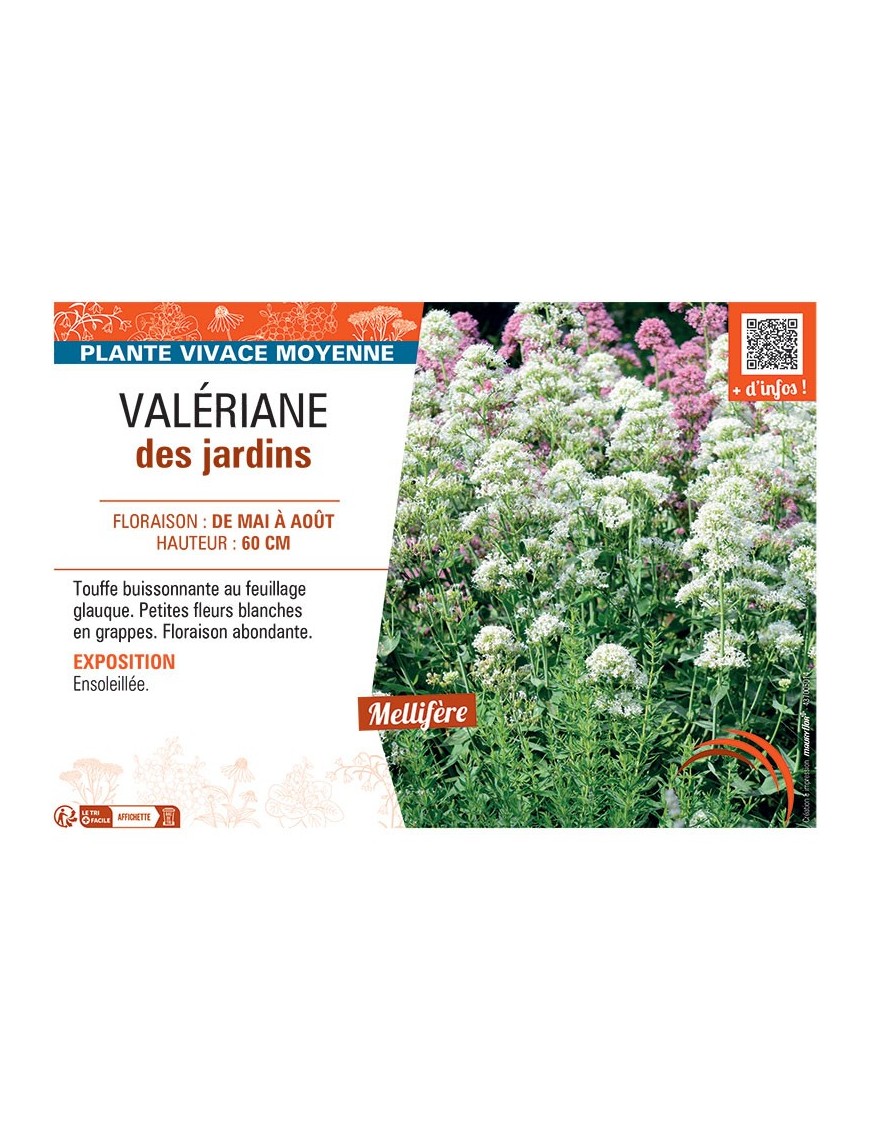 VALERIANE DES JARDINS (blanche)