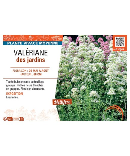 VALERIANE DES JARDINS (blanche)