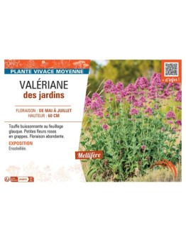 VALERIANE DES JARDINS (rose)