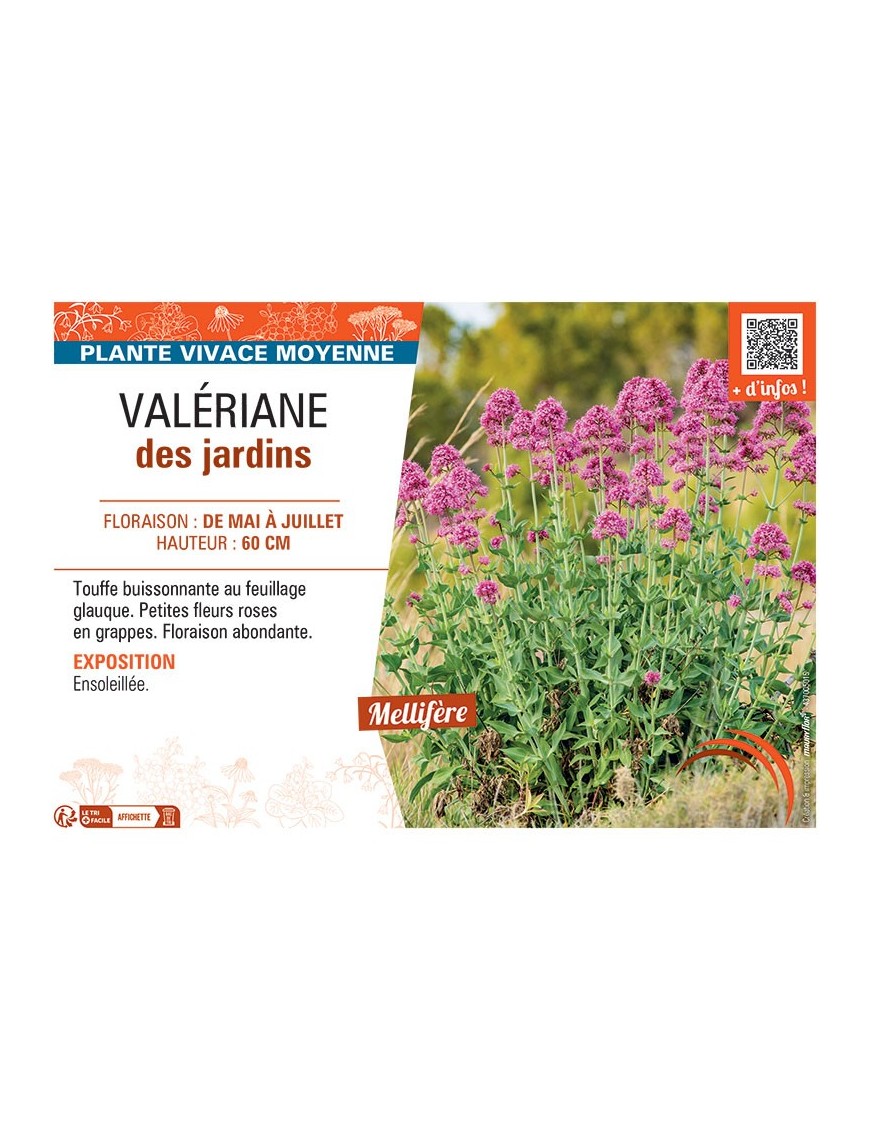 VALERIANE DES JARDINS (rose)
