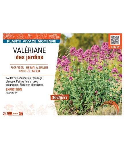 VALERIANE DES JARDINS (rose)