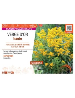 VERGE D'OR HAUTE