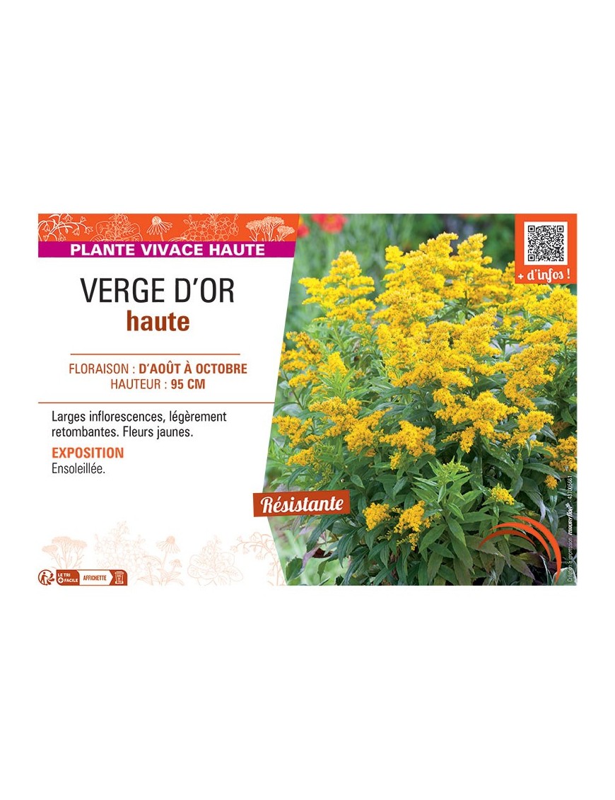 VERGE D'OR HAUTE