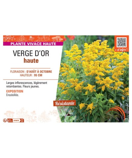 VERGE D'OR HAUTE