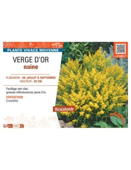 VERGE D'OR NAINE