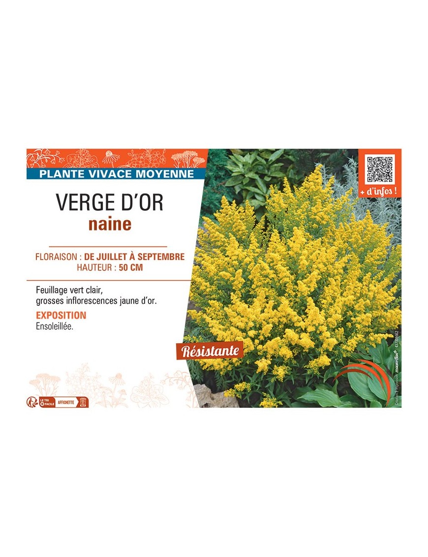 VERGE D'OR NAINE