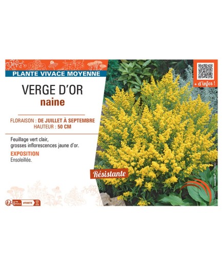 VERGE D'OR NAINE