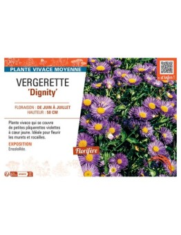 VERGERETTE DIGNITY