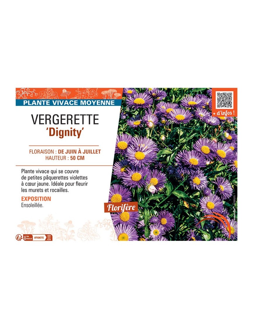 VERGERETTE DIGNITY