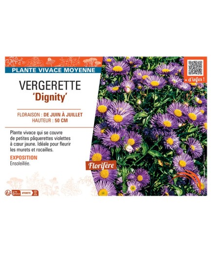 VERGERETTE DIGNITY