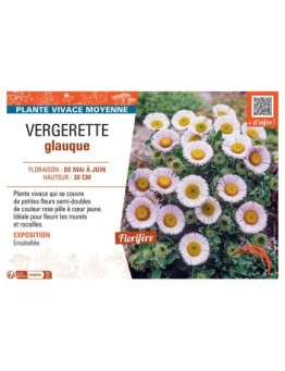 VERGERETTE GLAUQUE